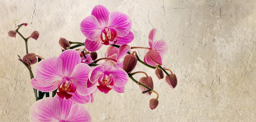orhideje - vijolično roze barve 