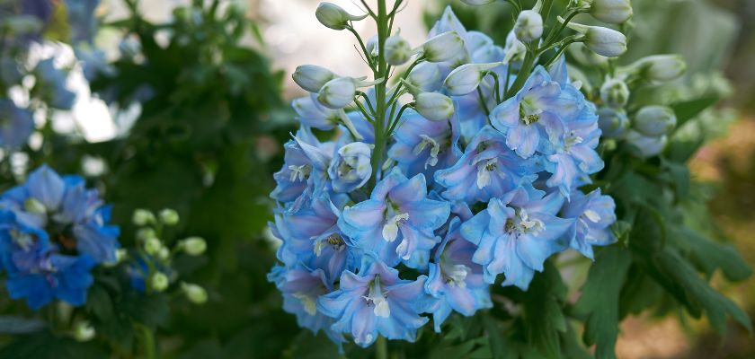 kokotić cvetje modre barve 