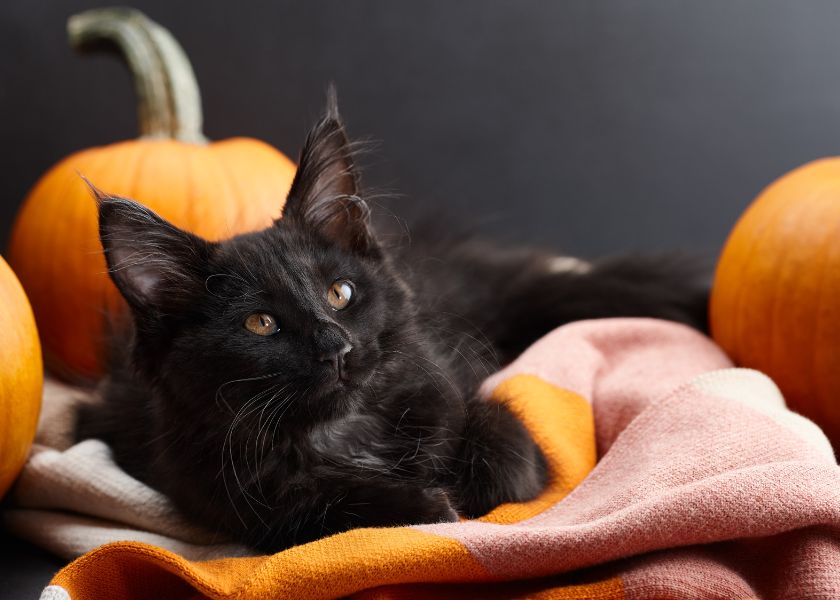 Črne mačke in duhovi na noč čarovnic