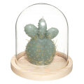 SVEČA KAKTUS V STEKLENEM ZVONU 14x15,5 cm